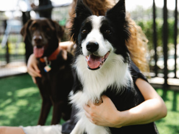 Come to Liberty Park in Salt Lake City on Saturday from 10 a.m. to 2 p.m. to help raise money for homeless pets.