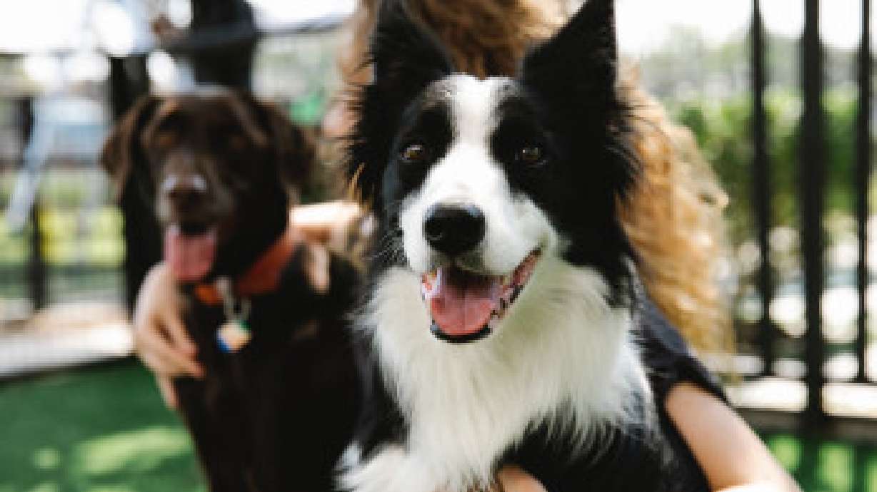 Come to Liberty Park in Salt Lake City on Saturday from 10 a.m. to 2 p.m. to help raise money for homeless pets.