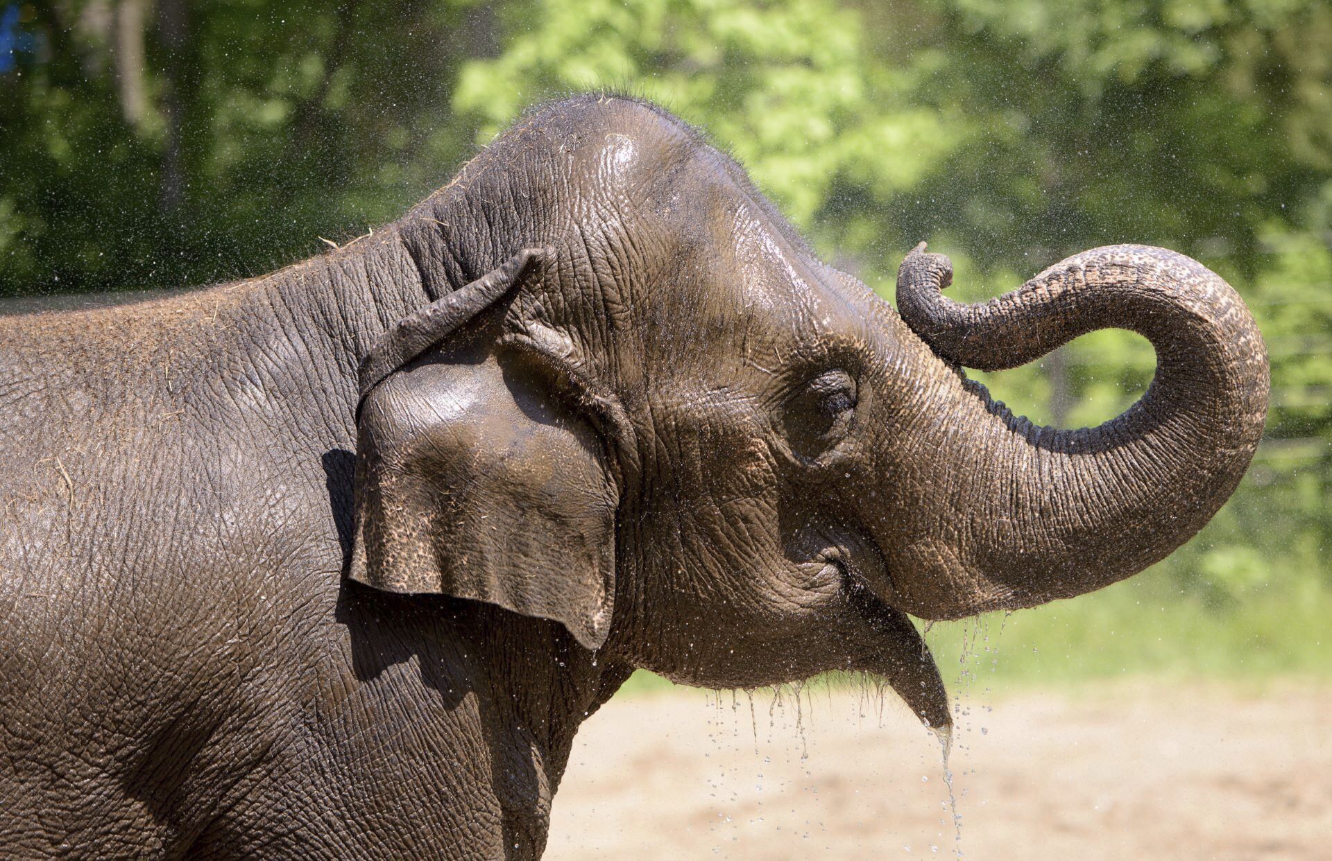 Rani drinks water in an outdoor area in 2017 at the Saint Louis Zoo, in St. Louis, Mo. St. Louis Zoo officials say the female Asian elephant at the St. Louis Zoo died shortly after her herd became agitated from a small dog running loose.