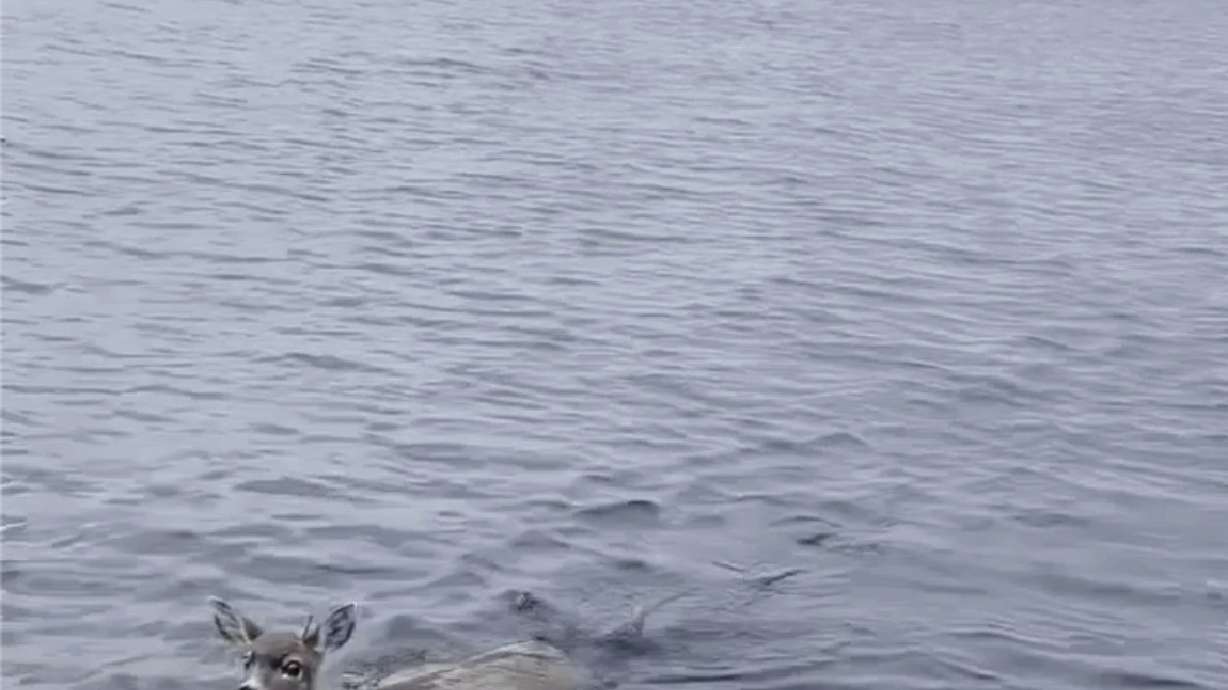 One of two deer struggling in the waters of southeast Alaska's famed Inside Passage, on Oct. 10, near Ketchikan, Alaska.