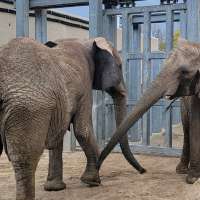 Utah's Hogle Zoo elephants arrive safely at new home at Kansas City Zoo
