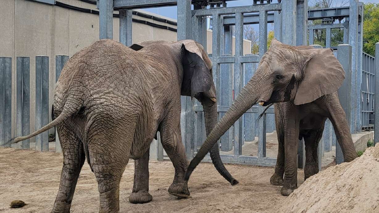 African elephants Zuri, 37, and Christie, 14, arrive at the Kansas City Zoo & Aquarium Wednesday. They were transported from Utah's Hogle Zoo.