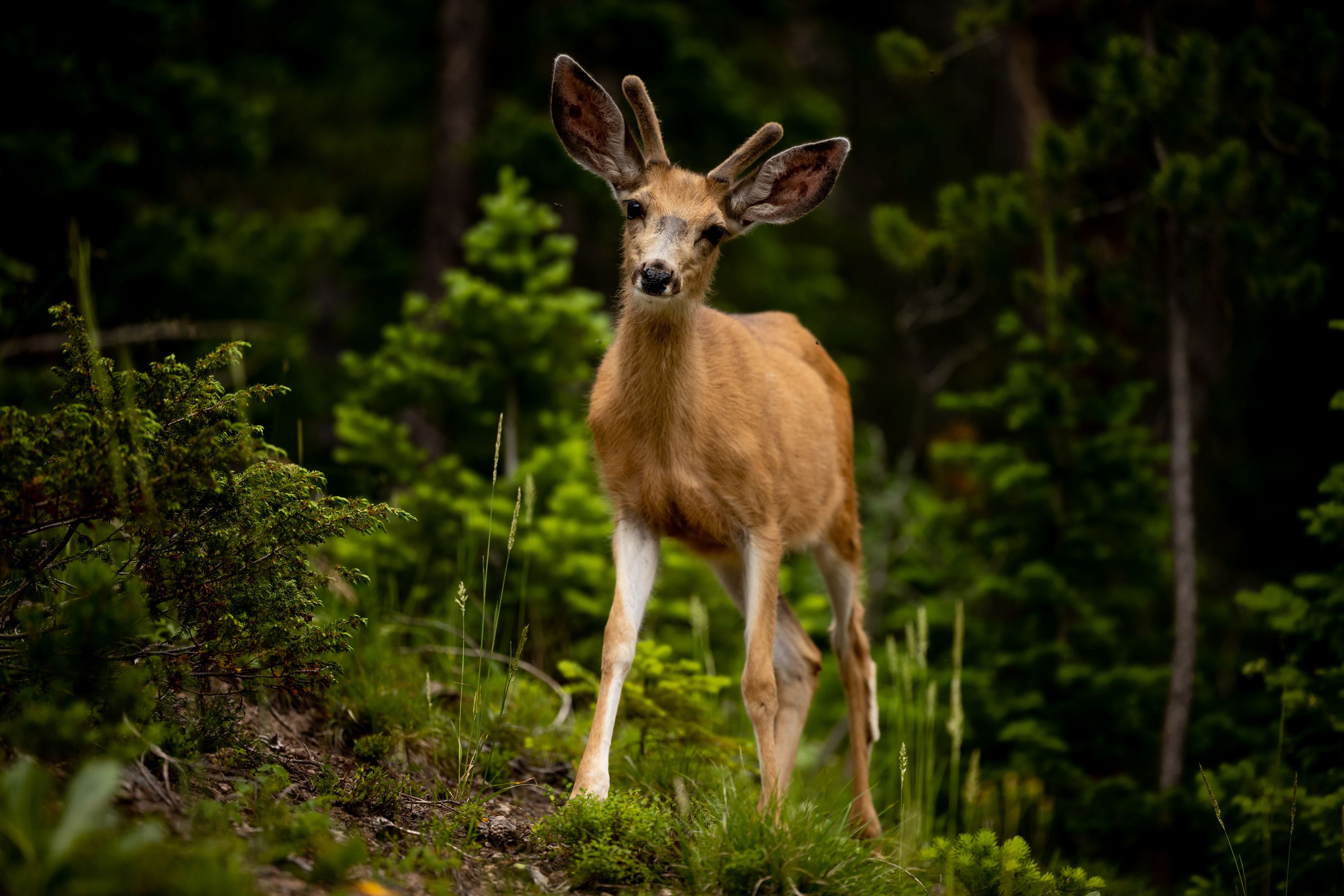 A deer walks near the headwater of the Colorado River in Rocky Mountain National Park in Colorado on July 14, 2022. Deer tend to travel the pathways taught to them by their mothers, which has been verified by DWR biologists.