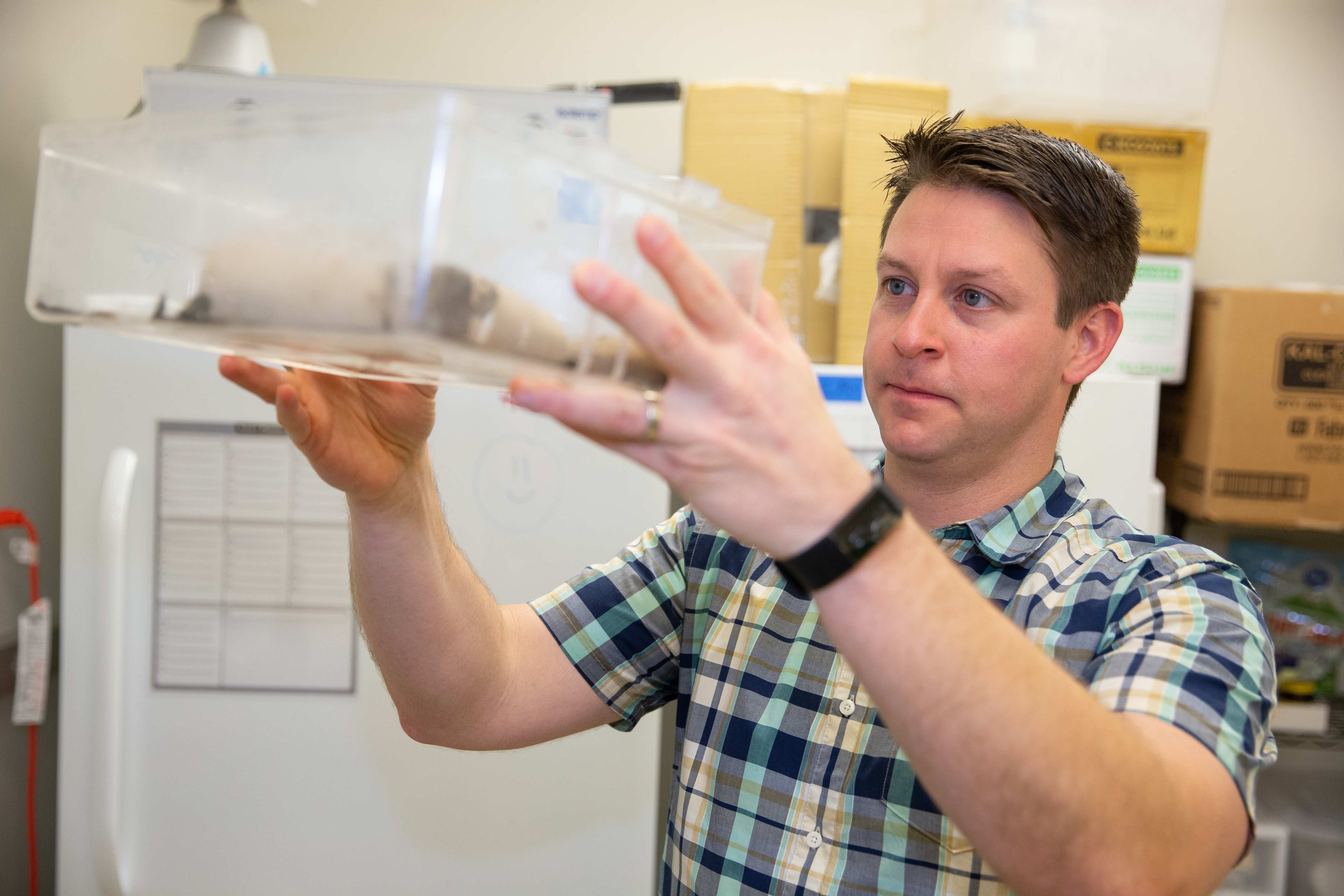 University of Cincinnati professor Joshua Benoit studies Pacific beetle-mimic cockroaches in his lab. The live-bearing insects share traits with humans when pregnant that could help understand fibromyalgia, lupus and other autoimmune disorders.