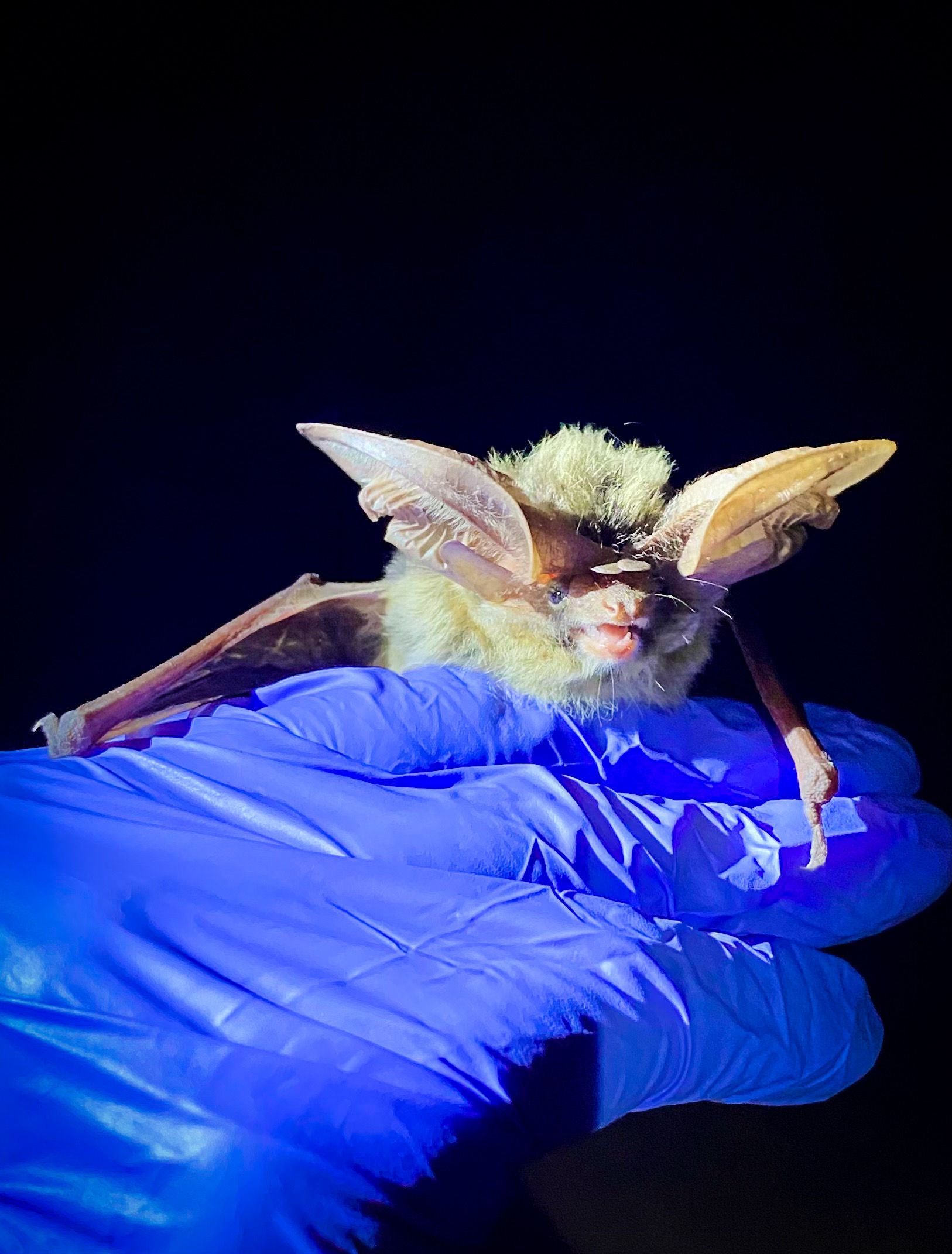 Is Utah bat crazy? It turns out that this species, along with others, helps us and keeps some creepy critters away.