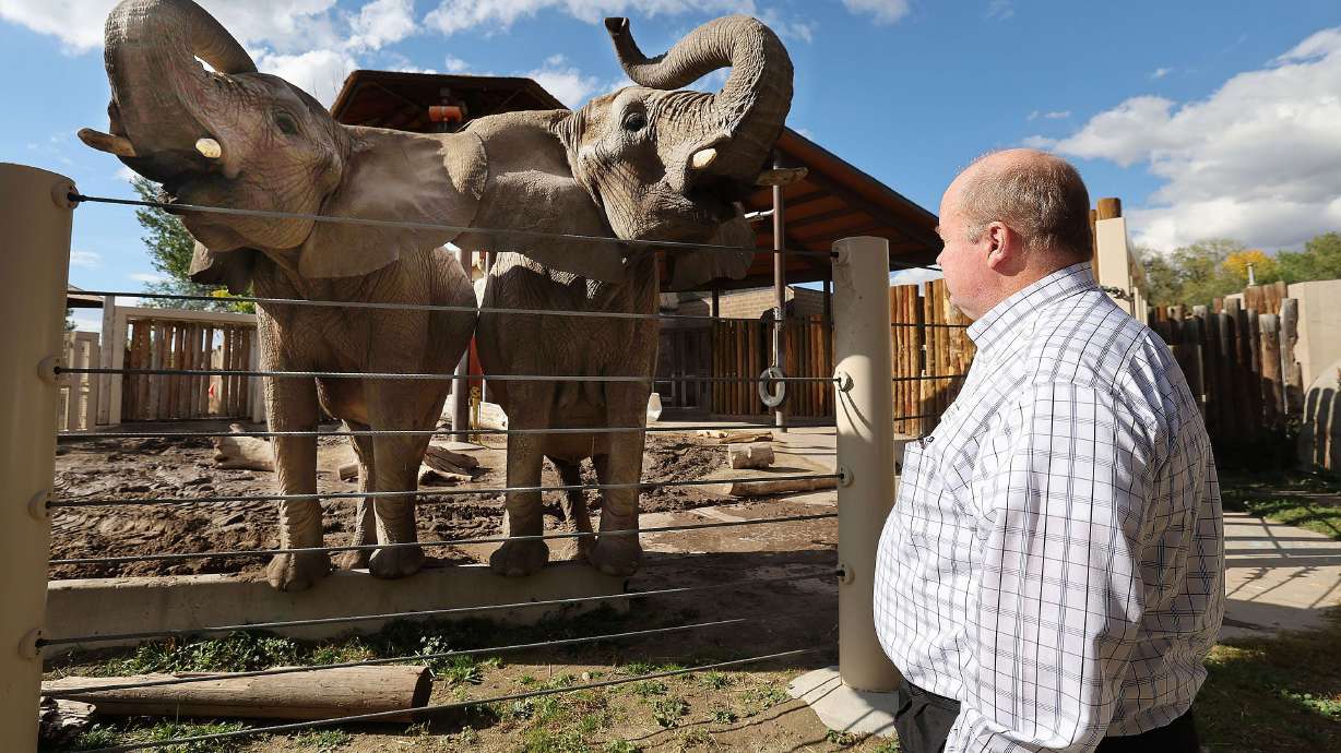 Hogle Zoo President Doug Lund looks over elephant mother Christie and daughter Zuri at the zoo in Salt Lake City on Oct. 13. The elephants were relocated to the Kansas City Zoo & Aquarium.