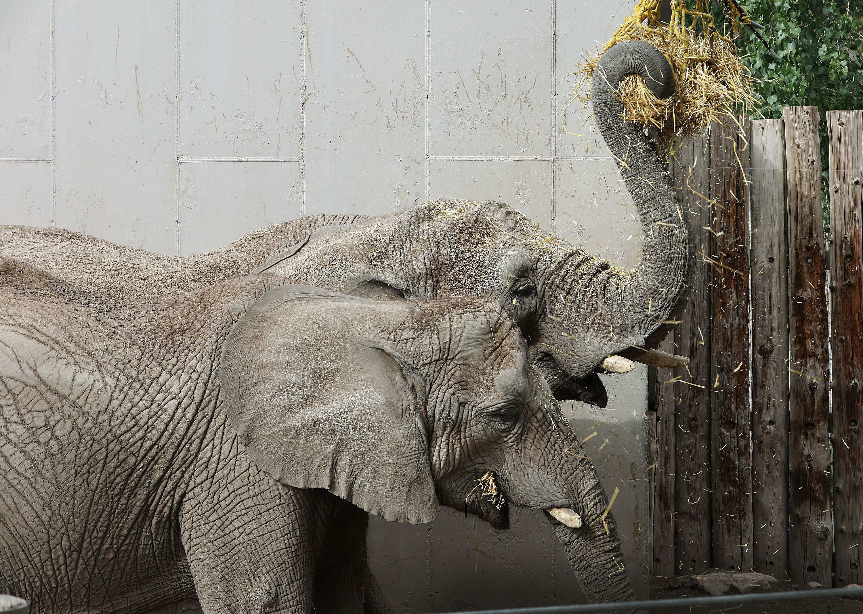 Hogle Zoo elephant mother Christie and daughter Zuri eat at the zoo in Salt Lake City on Oct. 13. The elephants have been relocated.