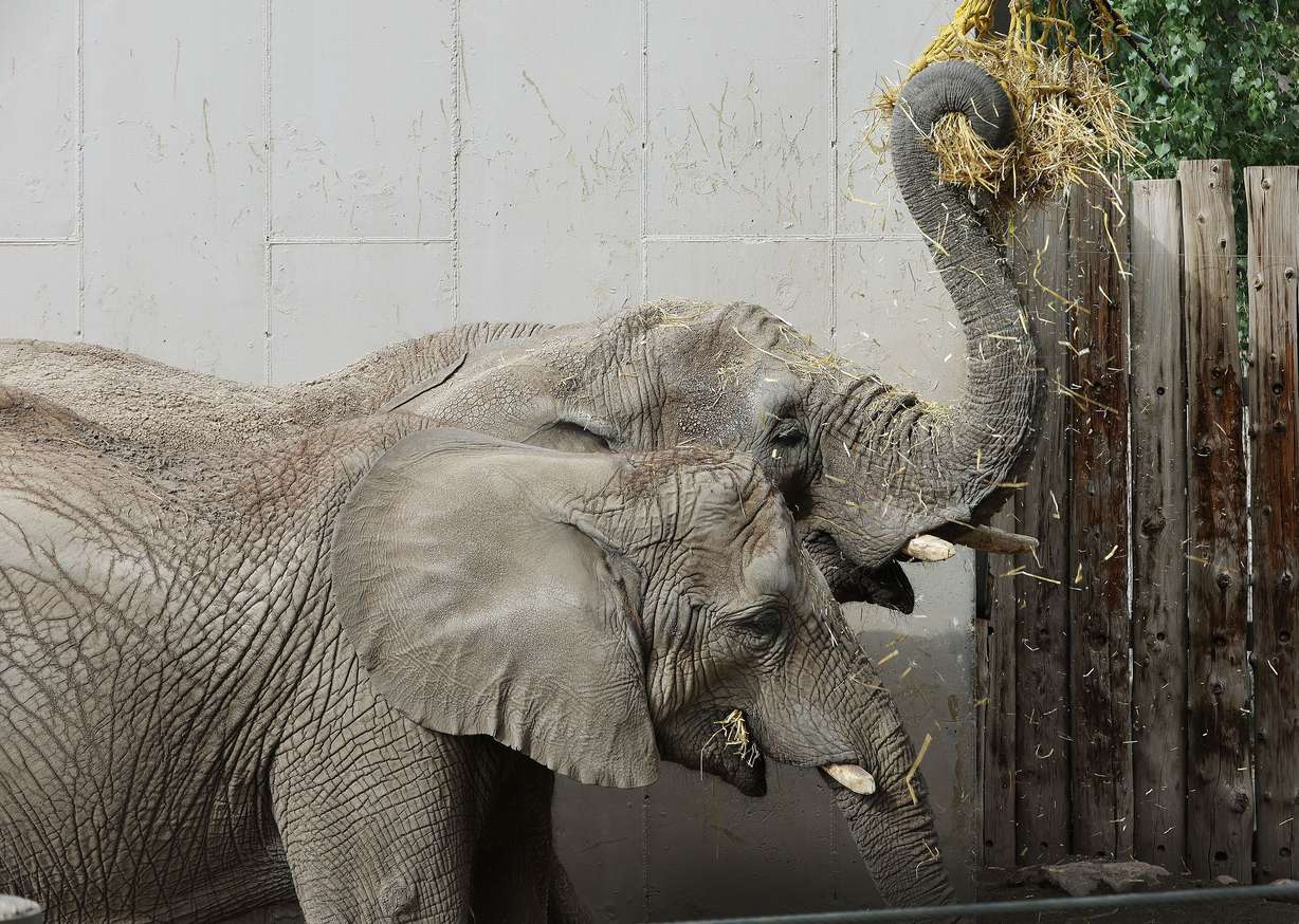 Hogle Zoo elephant mother Christie and daughter Zuri eat at the zoo in Salt Lake City on Oct. 13. The elephants have been relocated.