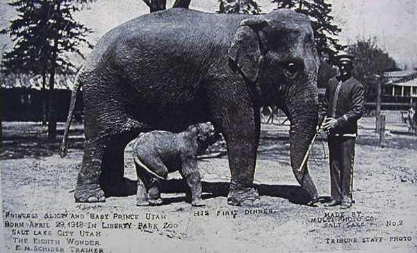 Salt Lake’s first elephant, Princess Alice, is shown with her offspring, Prince Utah, in 1918 at the Liberty Park Zoo in Salt Lake City.