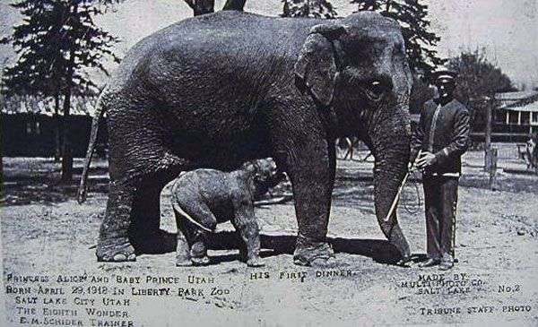 Salt Lake’s first elephant, Princess Alice, is shown with her offspring, Prince Utah, in 1918 at the Liberty Park Zoo in Salt Lake City.