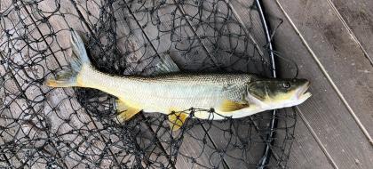 The northern pikeminnow is seen as a nuissance in the Columbia River and officials are paying anglers to help rid the waterways of the fish.