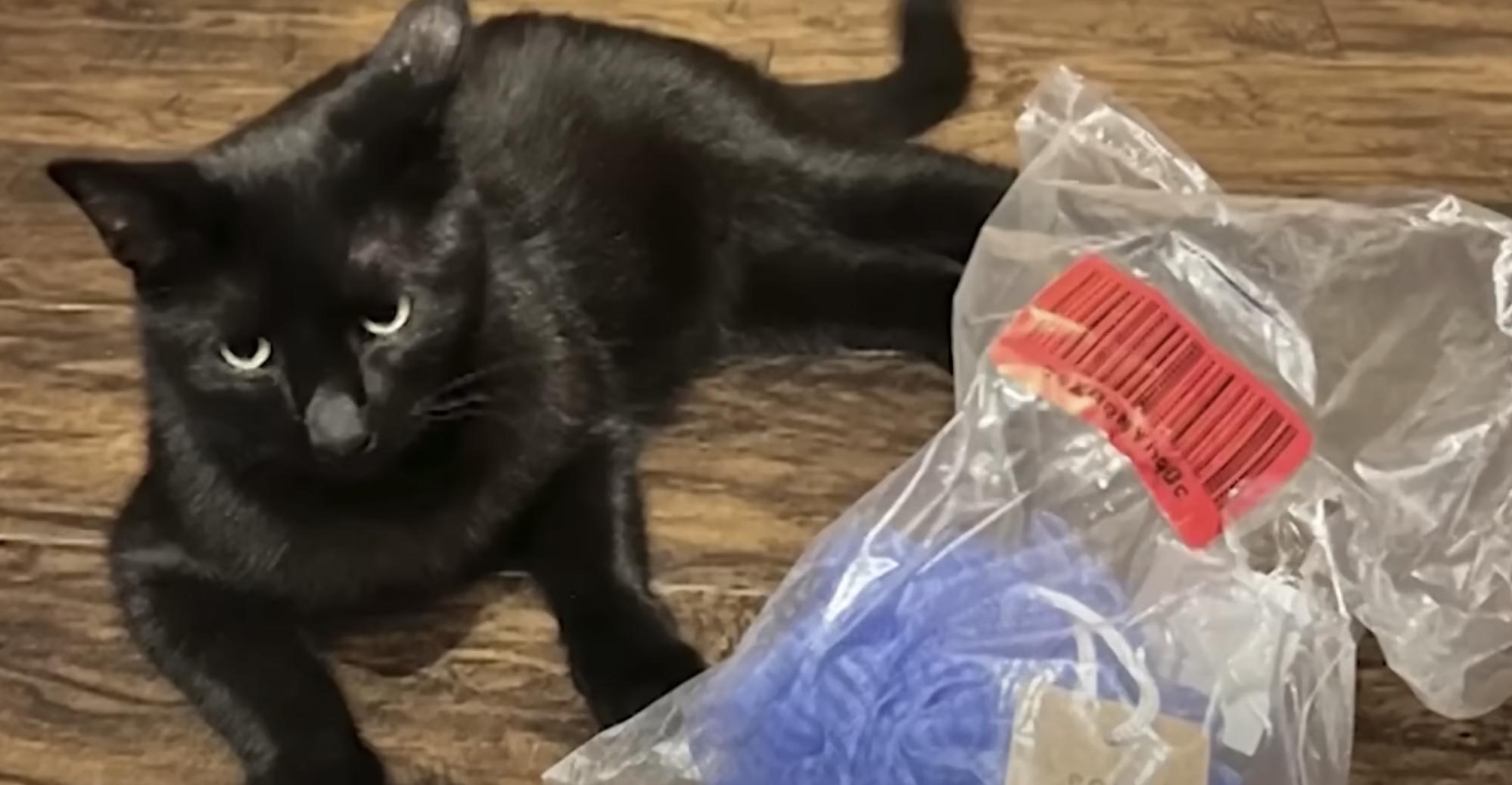 Houston neighborhood thief revealed as a literal cat-burglar. 