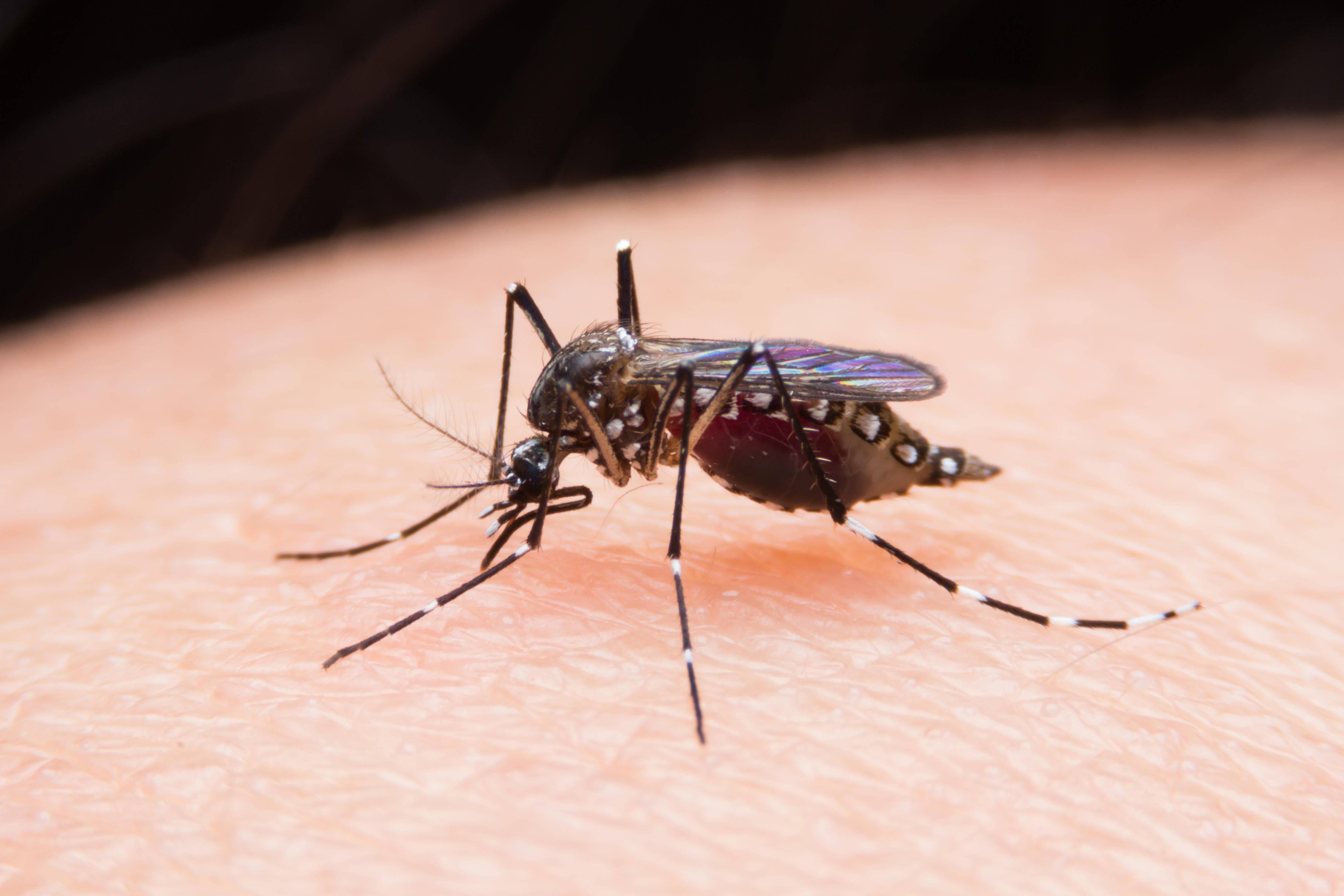 Health agencies are worried about a dramatic rise in people who contract malaria, which is a mosquito-borne disease.