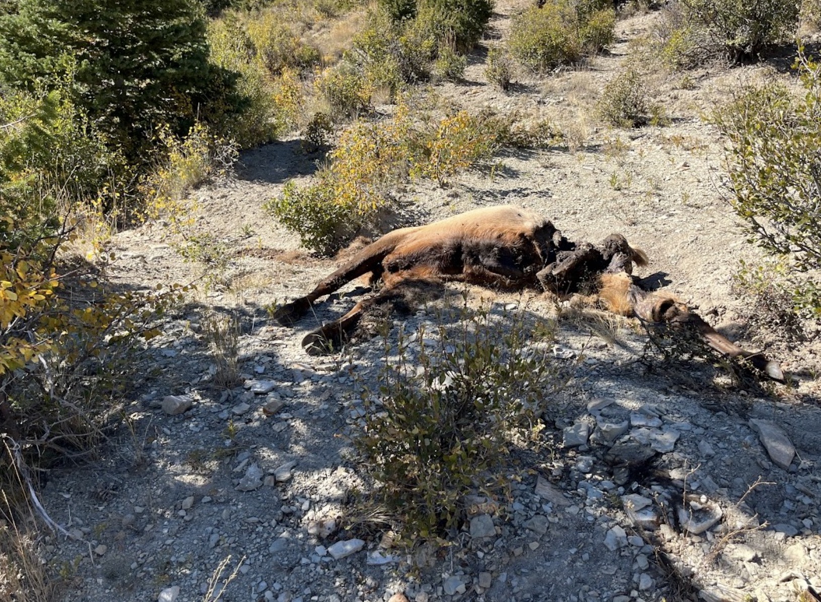 An elk carcass that Utah conservation officers found left to waste in the Spring Hollow area of Duchesne County last month. Officers said Tuesday that they are seeking the public's help in gathering information about the case as they investigate it.