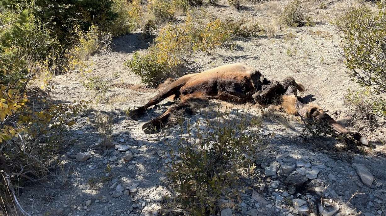An elk carcass that Utah conservation officers found left to waste in the Spring Hollow area of Duchesne County last month. Officers said Tuesday that they are seeking the public's help in gathering information about the case as they investigate it.
