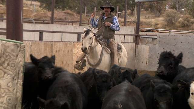 Cattle rancher Derrell Spencer herds cattle on his Garfield County ranch. Southern Utah ranchers' grazing rights could be dramatically reduced if a new resource management plan for the Grand Staircase-Escalante National Monument is put into place by the Bureau of Land Management.