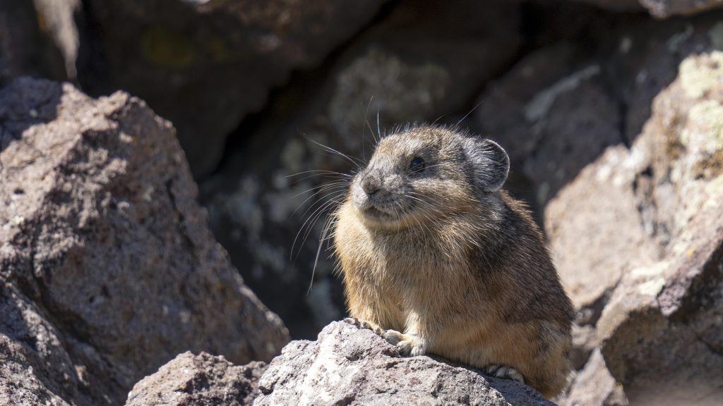 A pika perches on a rock in the Tushar Mountains, in southern Utah, Sept. 19. The Utah Department of Wildlife Resources surveys the population every six years.