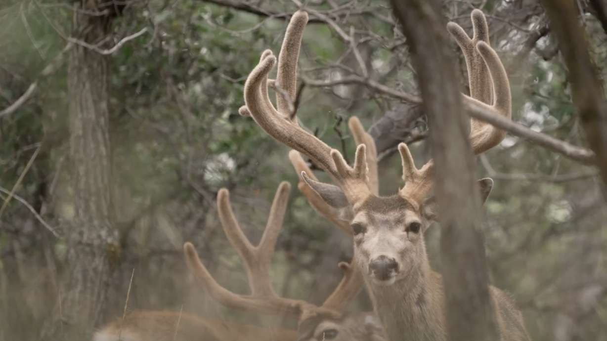 Mule deer wander through Utah's wilderness in 2022. Utah is looking to adjust a program that rewards hunting permits to people who report poaching crimes in the state.