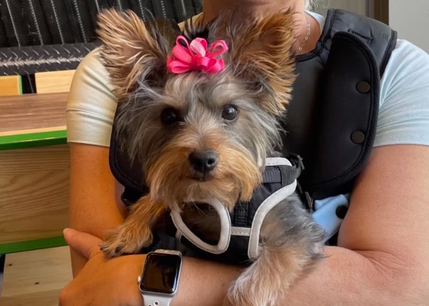 A Davis County family is desperate to find their dog after she ran away following a scary car accident Sunday.