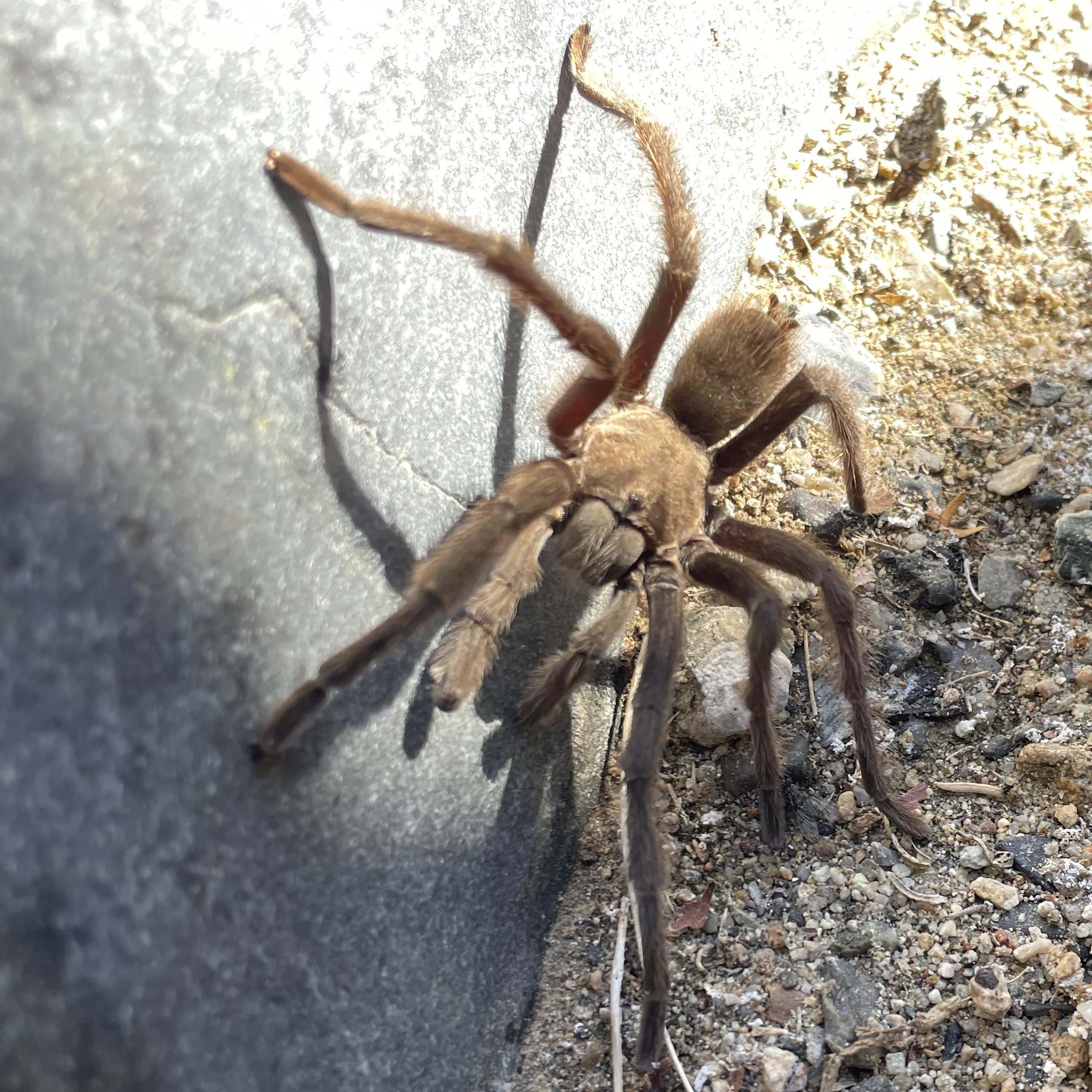 The driver of a campervan saw a tarantula and slammed on the brakes in Death Valley National Park on October 28, causing a crash.
