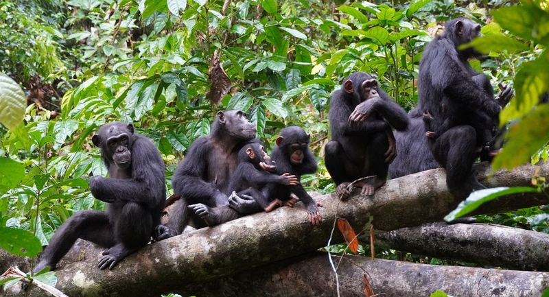 A group of chimpanzees sit in the West African forests of Ivory Coast, studied by the Tai Chimpanzee Project, in this undated photo. Researchers said they have documented the tactical use of elevated terrain in warfare situations by chimpanzees.