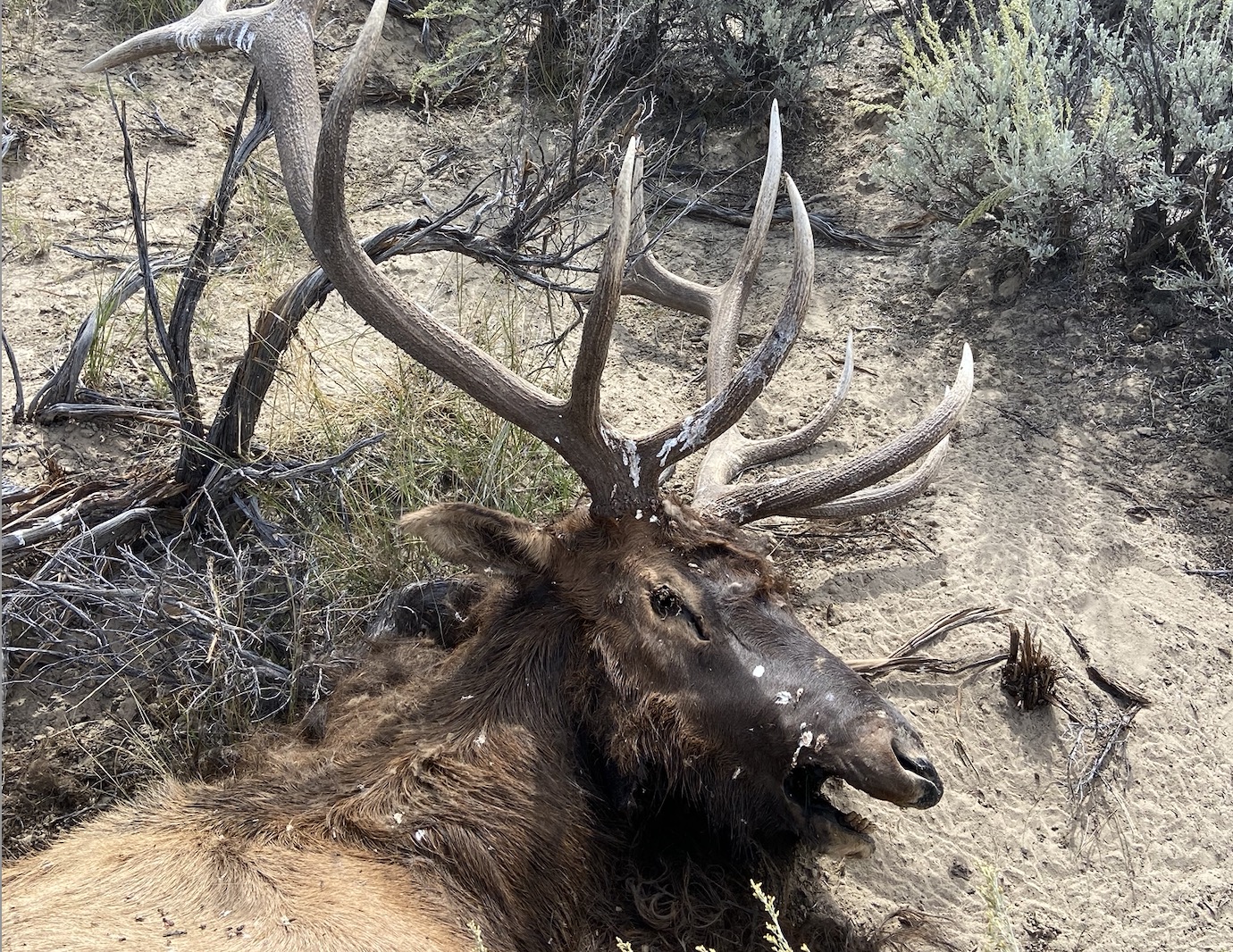 A trophy elk found illegally left to waste near Henrieville, Garfield County, in September. Utah wildlife officials said Thursday that they are seeking whoever left the elk as well as a trophy deer found left to waste in Kane County last month.