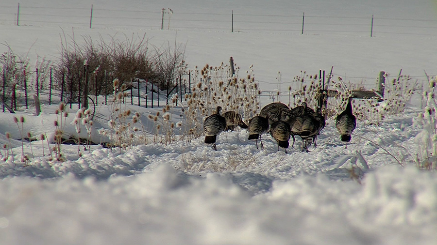 Nuisance turkeys help educate people about living near wildlife