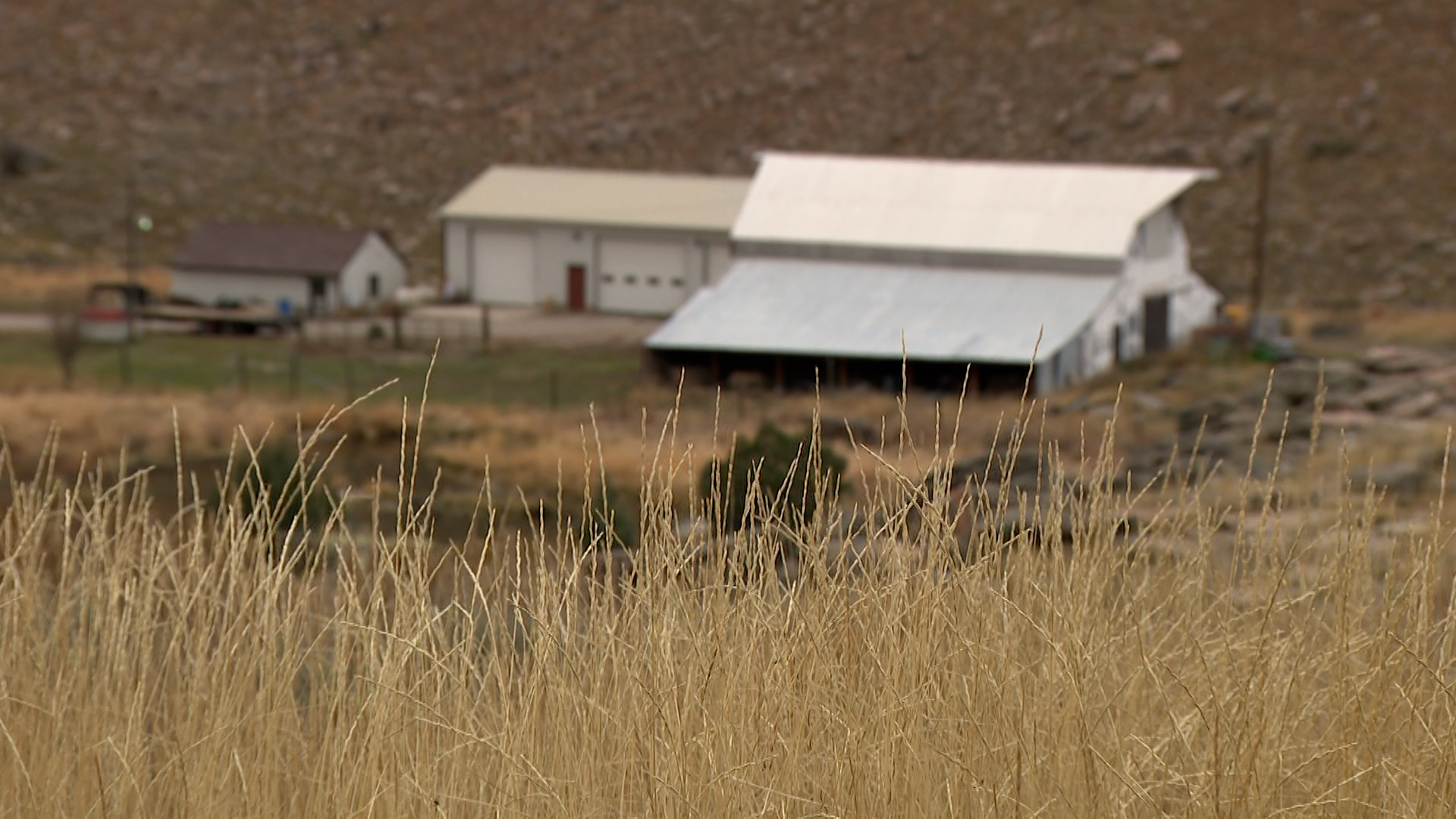 The Hardware Wildlife Management Area sits near Mendon. Hundreds of nuisance wild turkeys may now be helping teach people about them and how to best deal with them.