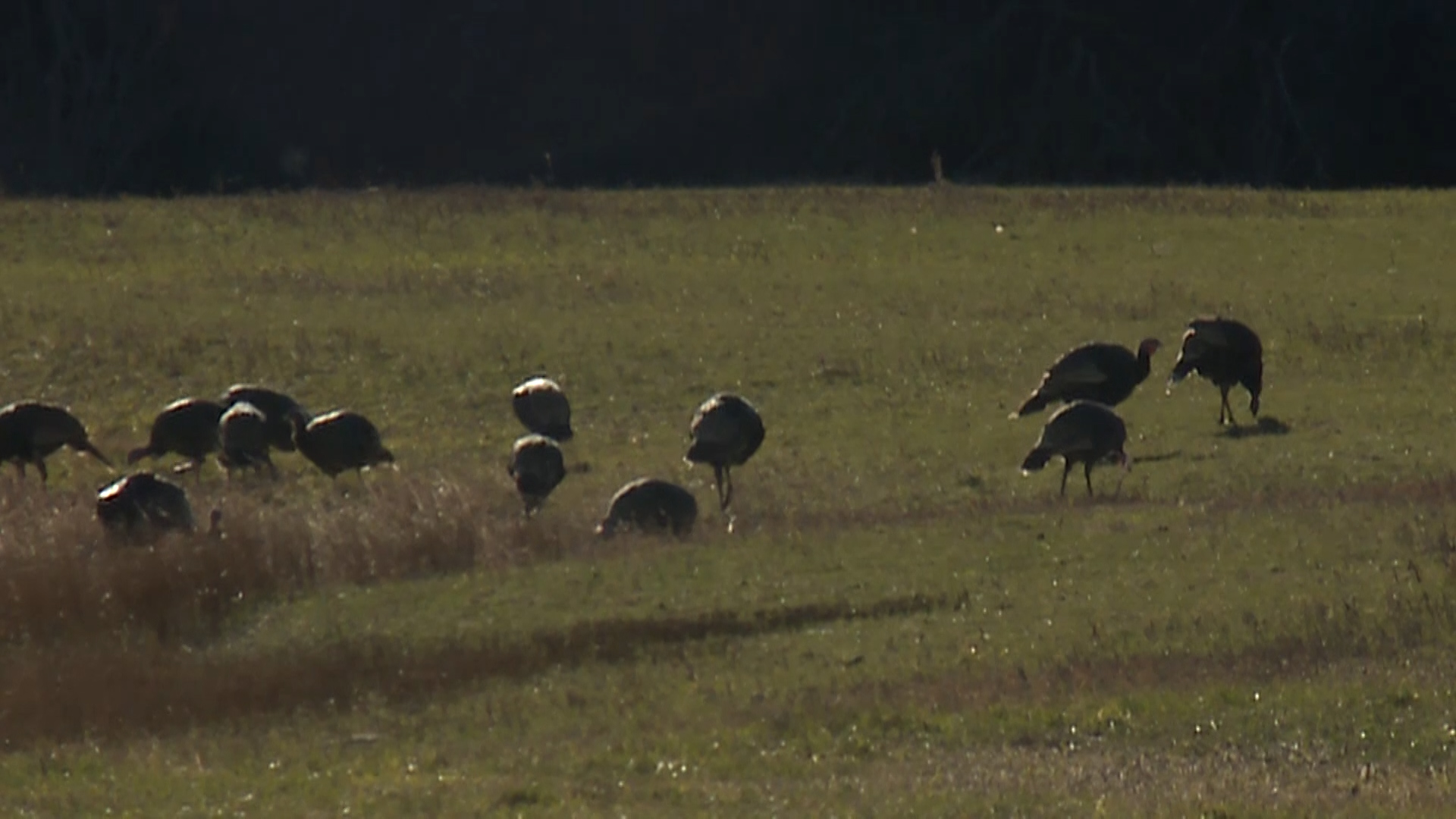 Turkeys look for food at the Hardware Wildlife Management Area. Hundreds of nuisance wild turkeys may now be helping teach people about them and how to best deal with them.