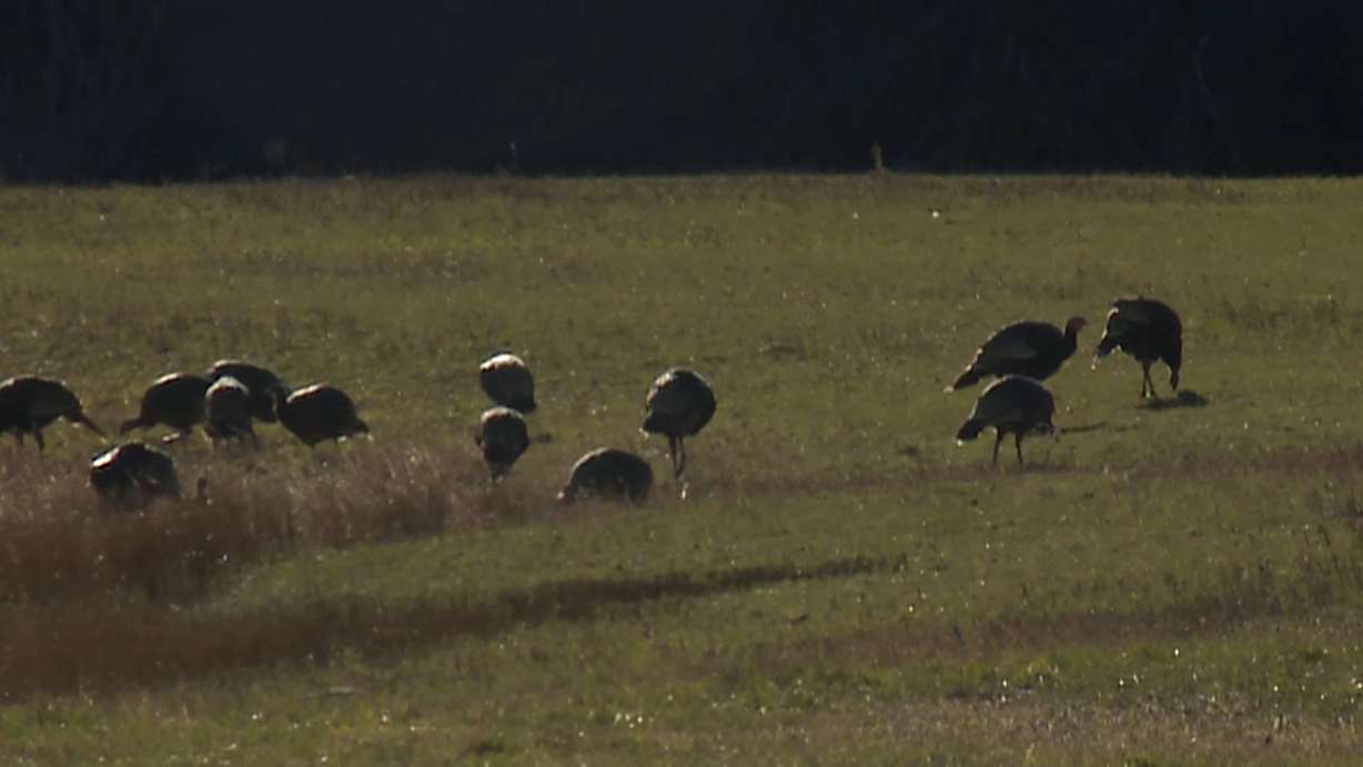 Turkeys look for food at the Hardware Wildlife Management Area. Hundreds of nuisance wild turkeys may now be helping teach people about them and how to best deal with them.