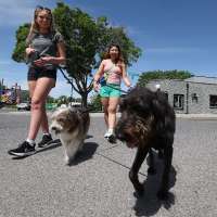 Utah named among best states to own a dog