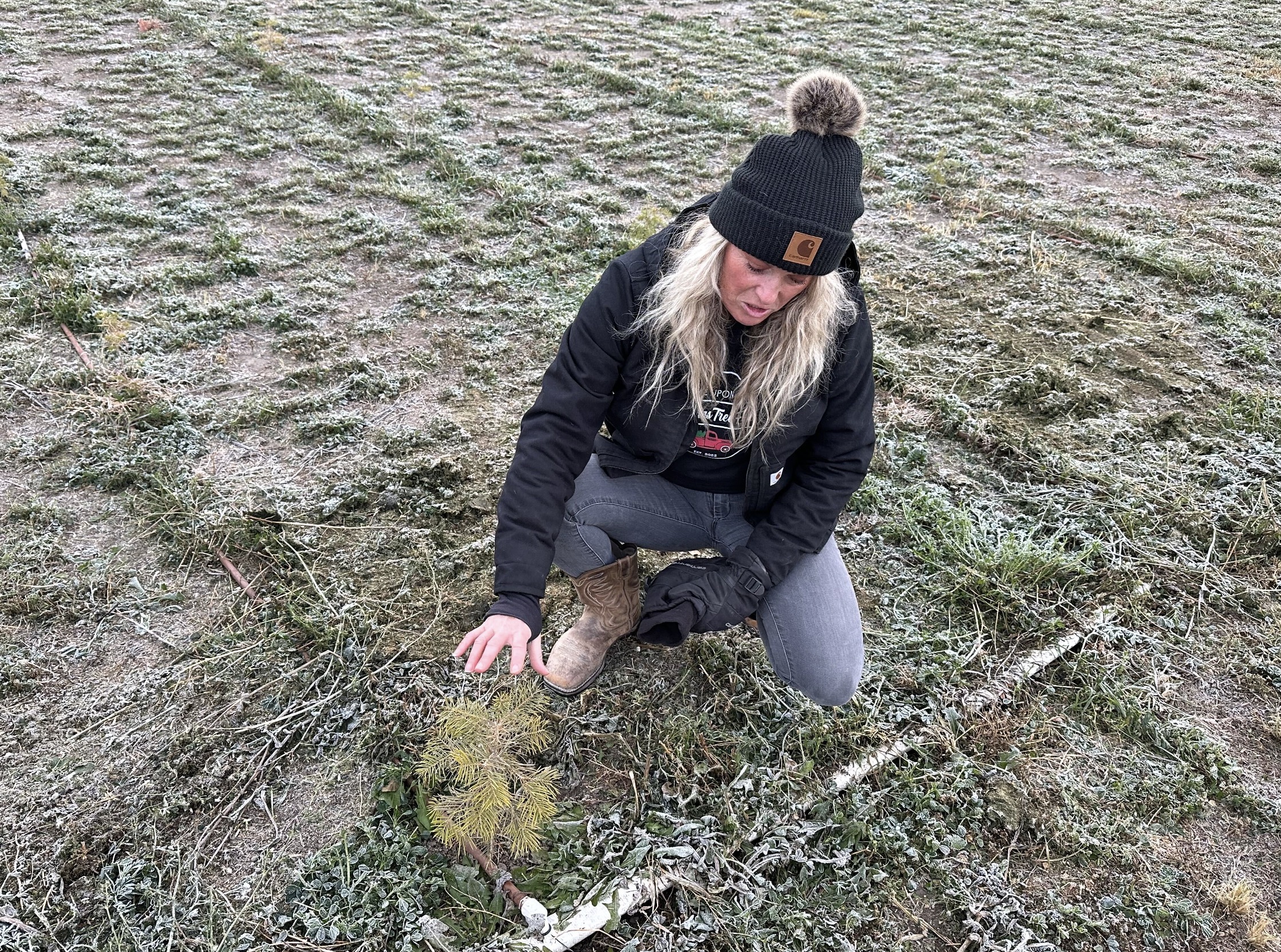 Jaemye Brandon shows a Christmas tree being grown on her farm near Tremonton on Nov. 1. A drip irrigation system waters it after help from Utah's agriculture water optimization program.