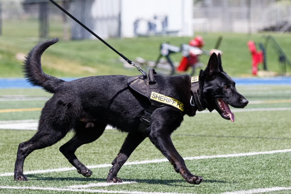 A K-9 handler with the Davis County Sheriff's Office is facing a criminal charge for allegedly hitting his service dog, Rolf, multiple times during a training session. 