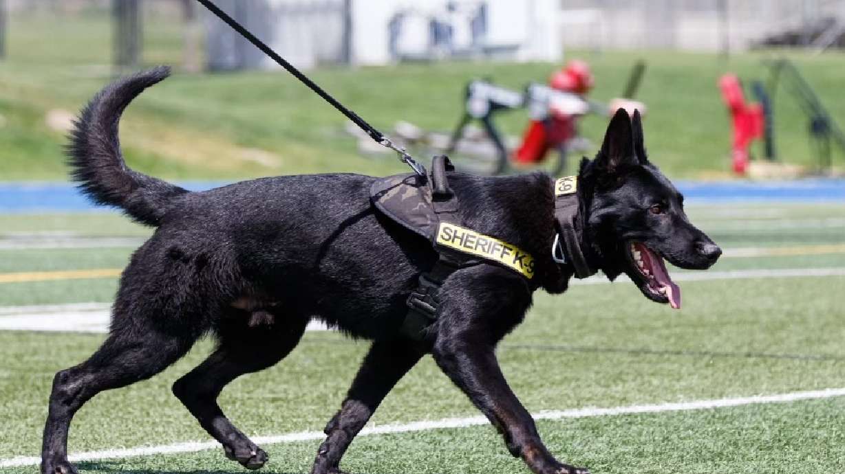 A K-9 handler with the Davis County Sheriff's Office is facing a criminal charge for allegedly hitting his service dog, Rolf, multiple times during a training session.