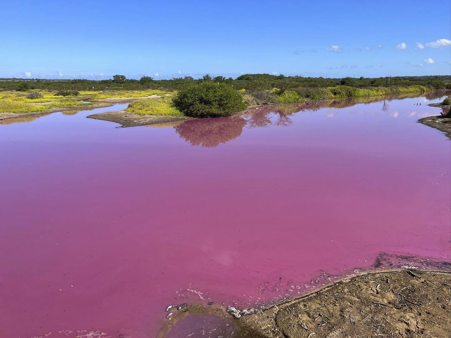 This Wednesday photo shows the pond at the Kealia Pond National Wildlife Refuge on Maui, Hawaii, that turned pink on Oct. 30.  