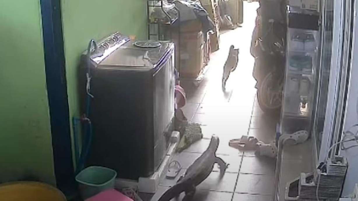 A monitor lizard chases a house cat in this Oct. 30 video.