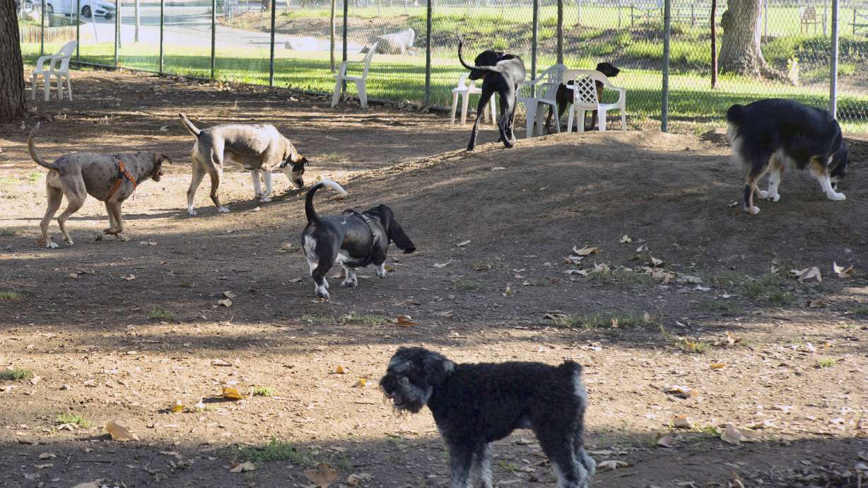 Owners bring their dogs to a park in Los Angeles on Aug. 31, 2022. Veterinary laboratories in several states, including Oregon, Colorado and New Hampshire, are investigating an unusual respiratory illness in dogs.