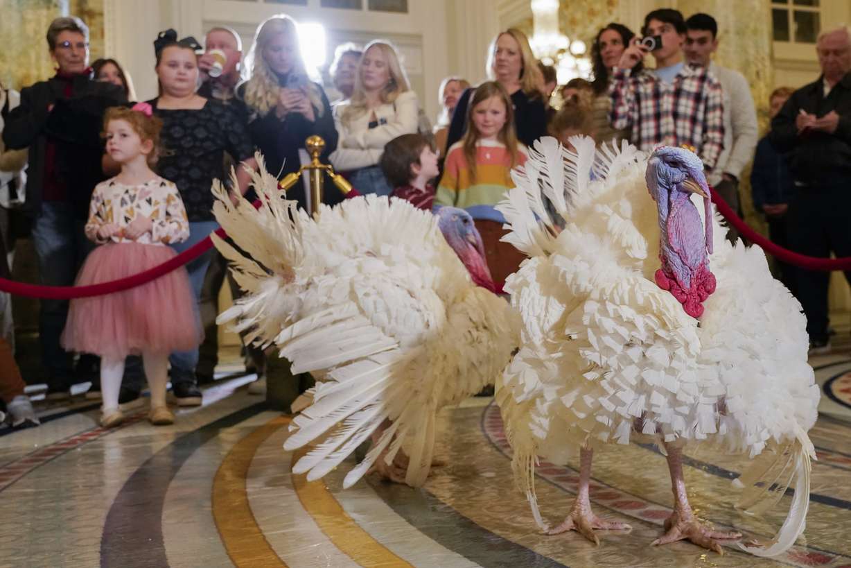 Two turkeys, named Liberty and Bell, who will receive a Presidential Pardon at the White House ahead of Thanksgiving, attend their news conference, Sunday at the Willard InterContinental Hotel in Washington.