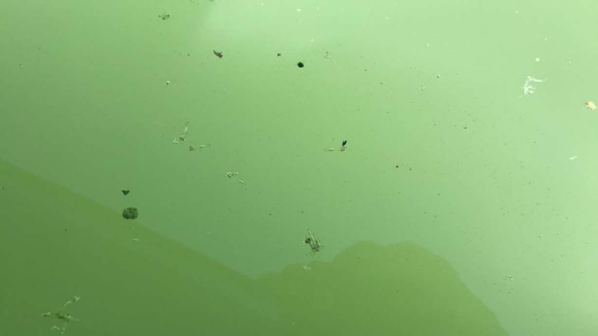 A toxic algal bloom near American Fork, date unspecified. The Utah Department of Environmental Quality is advising the public to remain cautious when near tainted waterbodies, especially when out hunting with dogs.