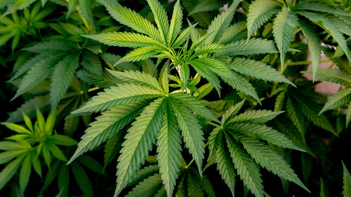 Researchers have identified genes they believe are linked to cannabis addiction. Experts say a third of regular users could become addicted, with possible links to health challenges.