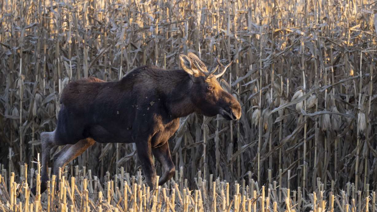 A moose, named Rutt or Bullwinkle by admirers, roams through Meeker County, Minn., Oct. 29.