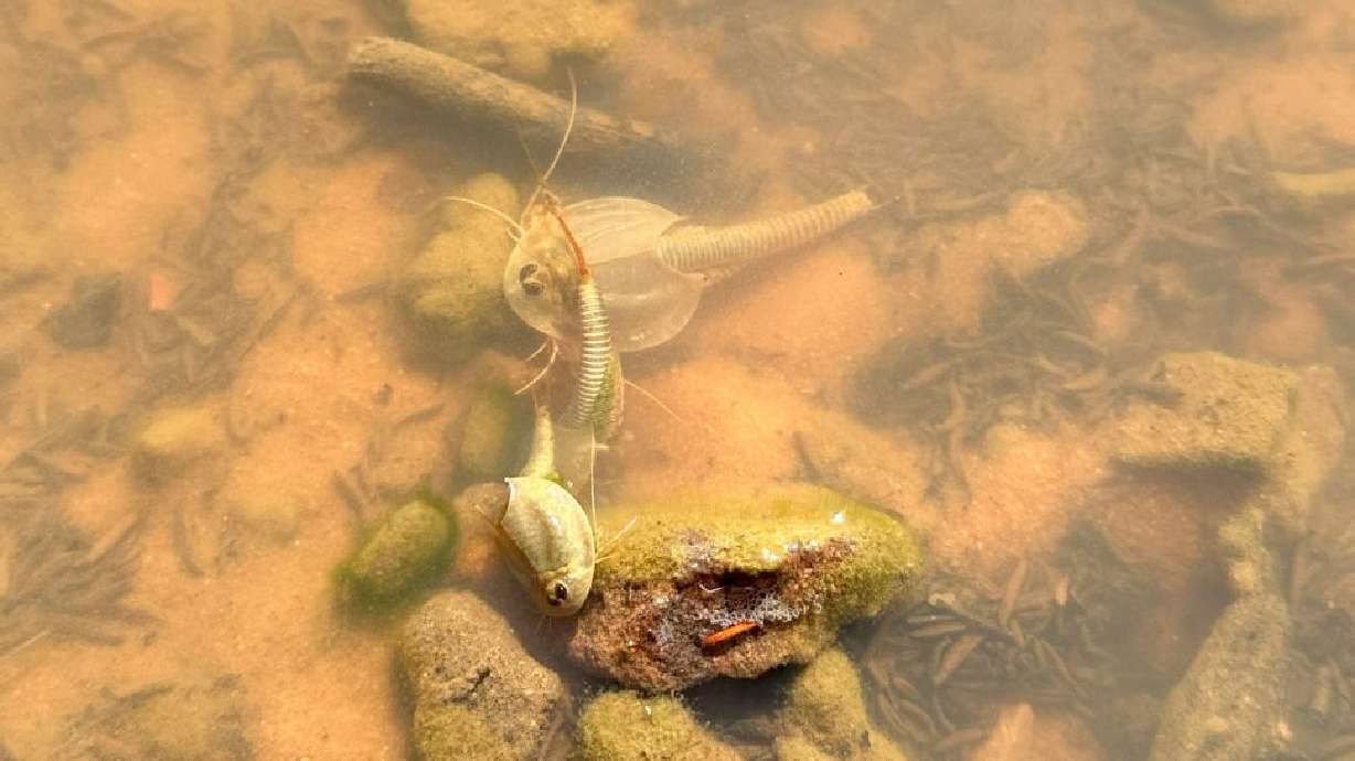 Tadpole shrimp swim in a seasonal pond at The Wave, Ariz. Fairy shrimp and triops, a type of tadpole shrimp, are just two animals that might be spotted in ephemeral ponds.
