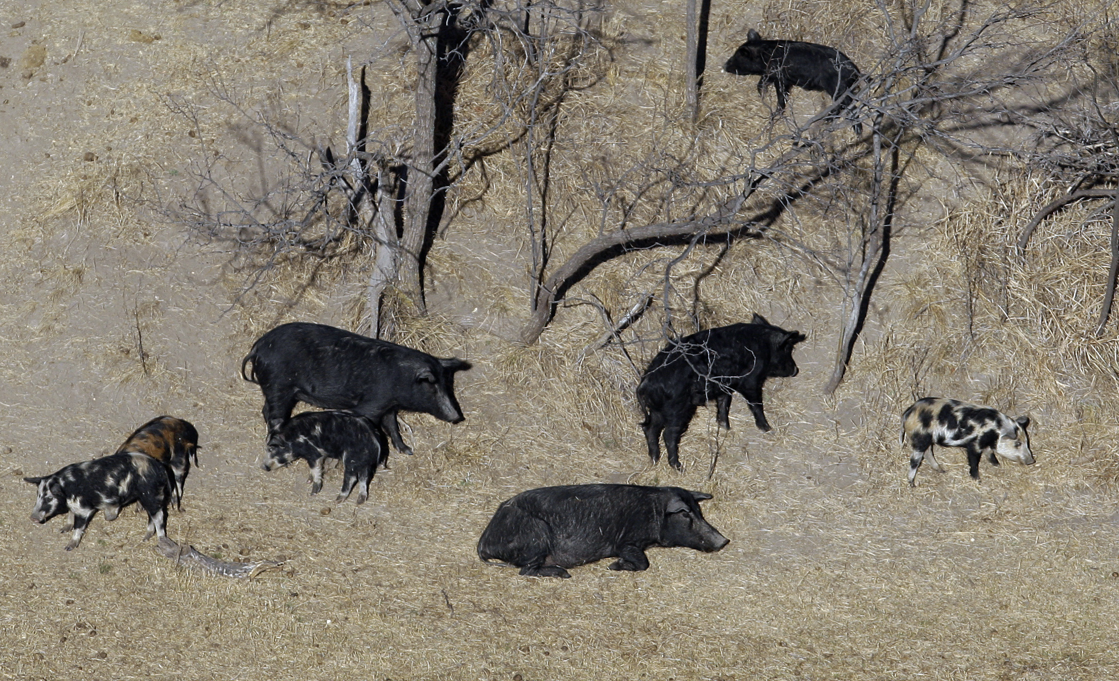 Feral pigs roam near a Mertzon, Texas, ranch on Feb. 18, 2009. Minnesota, Northern states are making preparations to stop a threatened invasion of wild pigs from Canada. 