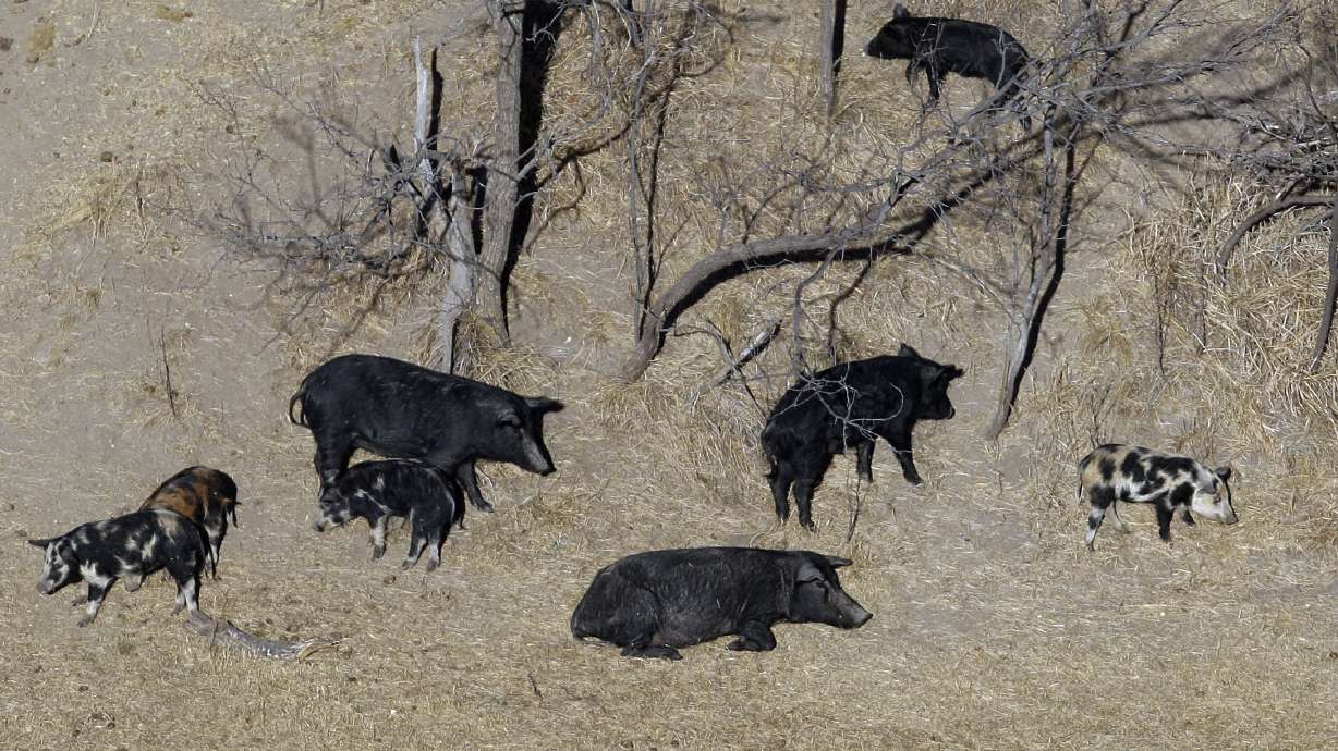 Feral pigs roam near a Mertzon, Texas, ranch on Feb. 18, 2009. Minnesota, Northern states are making preparations to stop a threatened invasion of wild pigs from Canada.