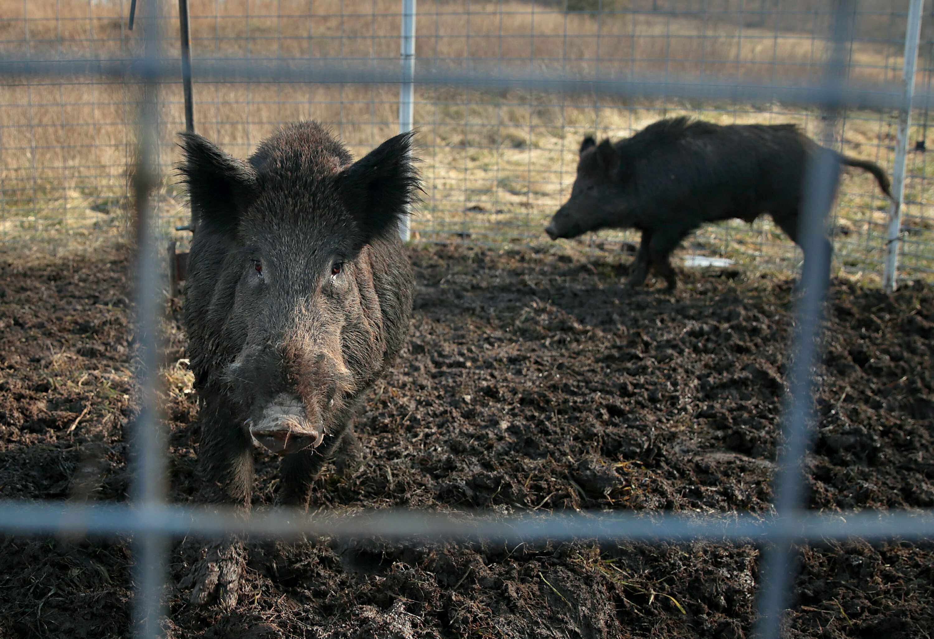 Two feral hogs are caught in a trap on a farm in rural Washington County, Mo., Jan. 27, 2019. Minnesota, North Dakota and Montana and other northern states are making preparations to stop a threatened invasion from Canada.