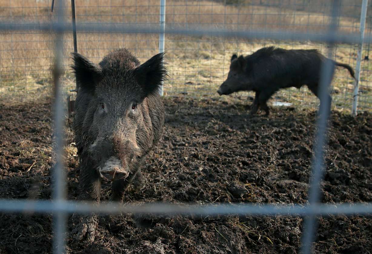 Two feral hogs are caught in a trap on a farm in rural Washington County, Mo., Jan. 27, 2019. Minnesota, North Dakota and Montana and other northern states are making preparations to stop a threatened invasion from Canada.