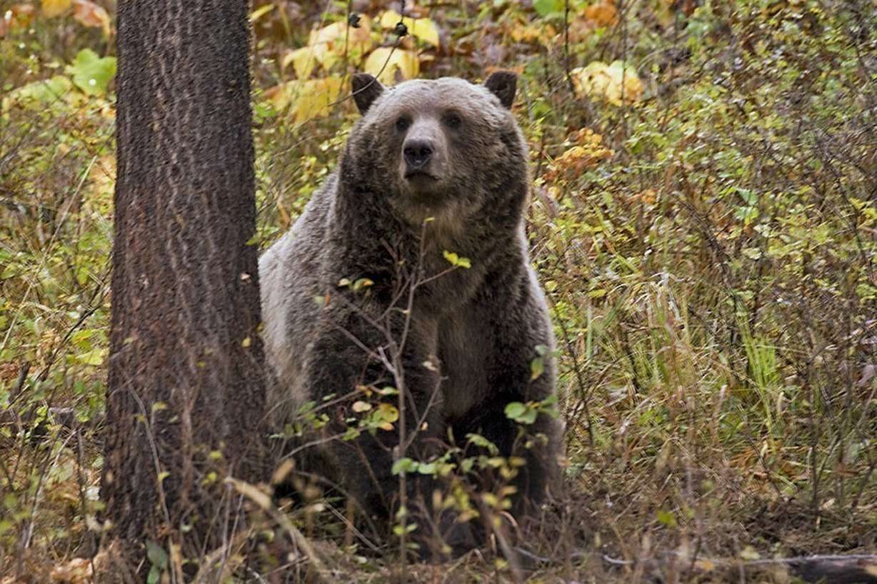 A sow grizzly bear spotted near Camas in northwestern Montana. A recent study of hibernating animals' metabolic flexibility, notably the grizzly bear, could revolutionize treatments for chronic diseases in humans.