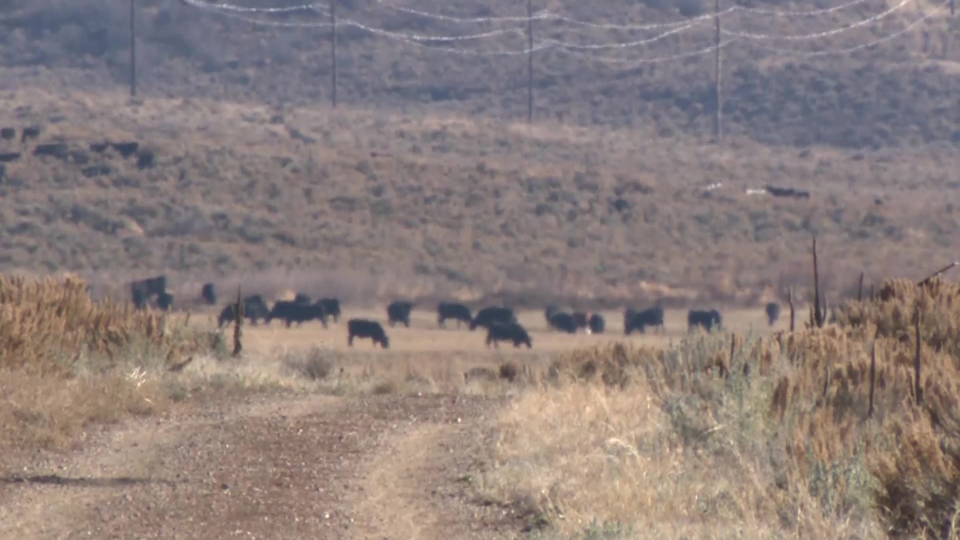 More than a dozen dead cows have been spotted along a popular trail in Park City.