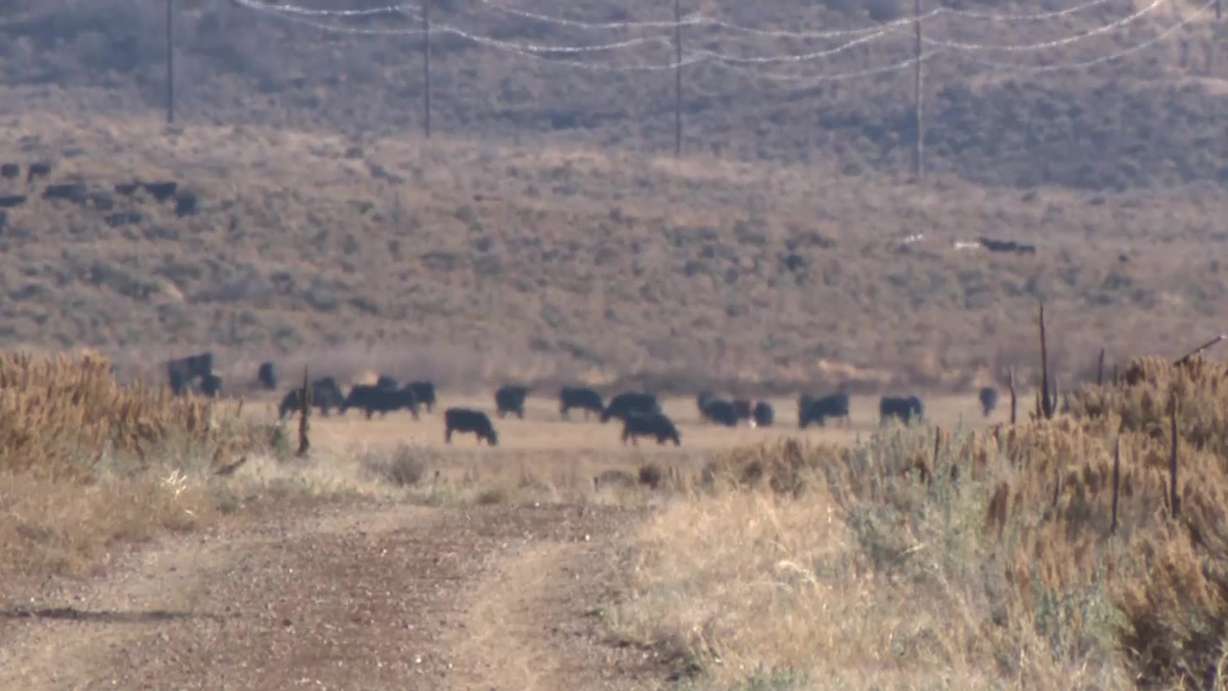 More than a dozen dead cows have been spotted along a popular trail in Park City.