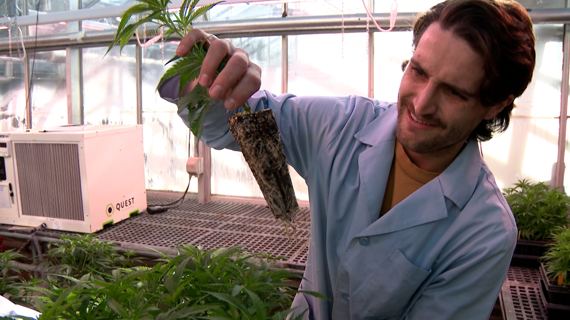 Michael Westmoreland, a graduate student at USU, demonstrates for KSL-TV the roots of a cannabis plant in a growth chamber.